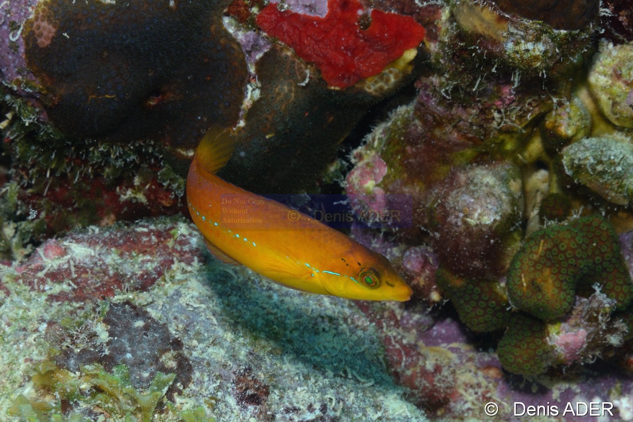 Halichoeres-garnoti labre a tete jaune Bonaire Buddy reef-22m-20180221-Denis-ADER-DSC_7405_tn.jpg